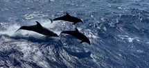 New route: Dolphins, turtles and dugongs